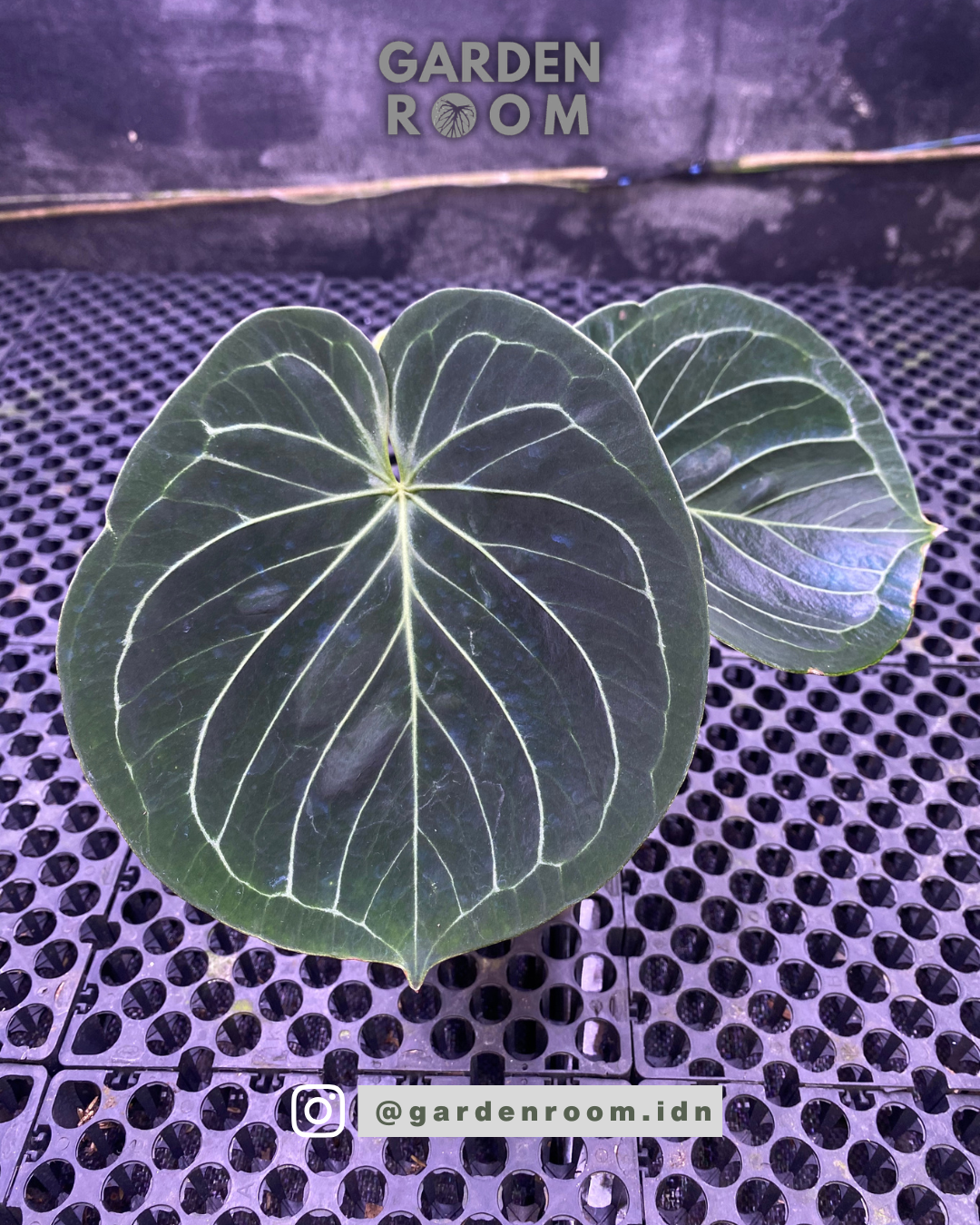 Anthurium King of Spades Round