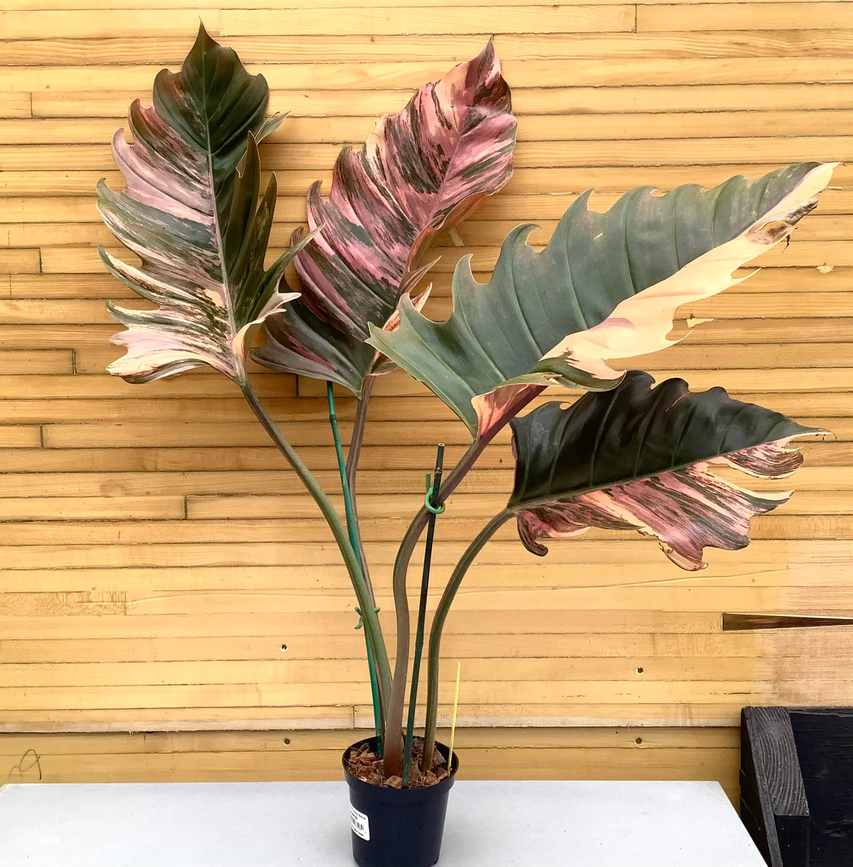 Philodendron Caramel Marble