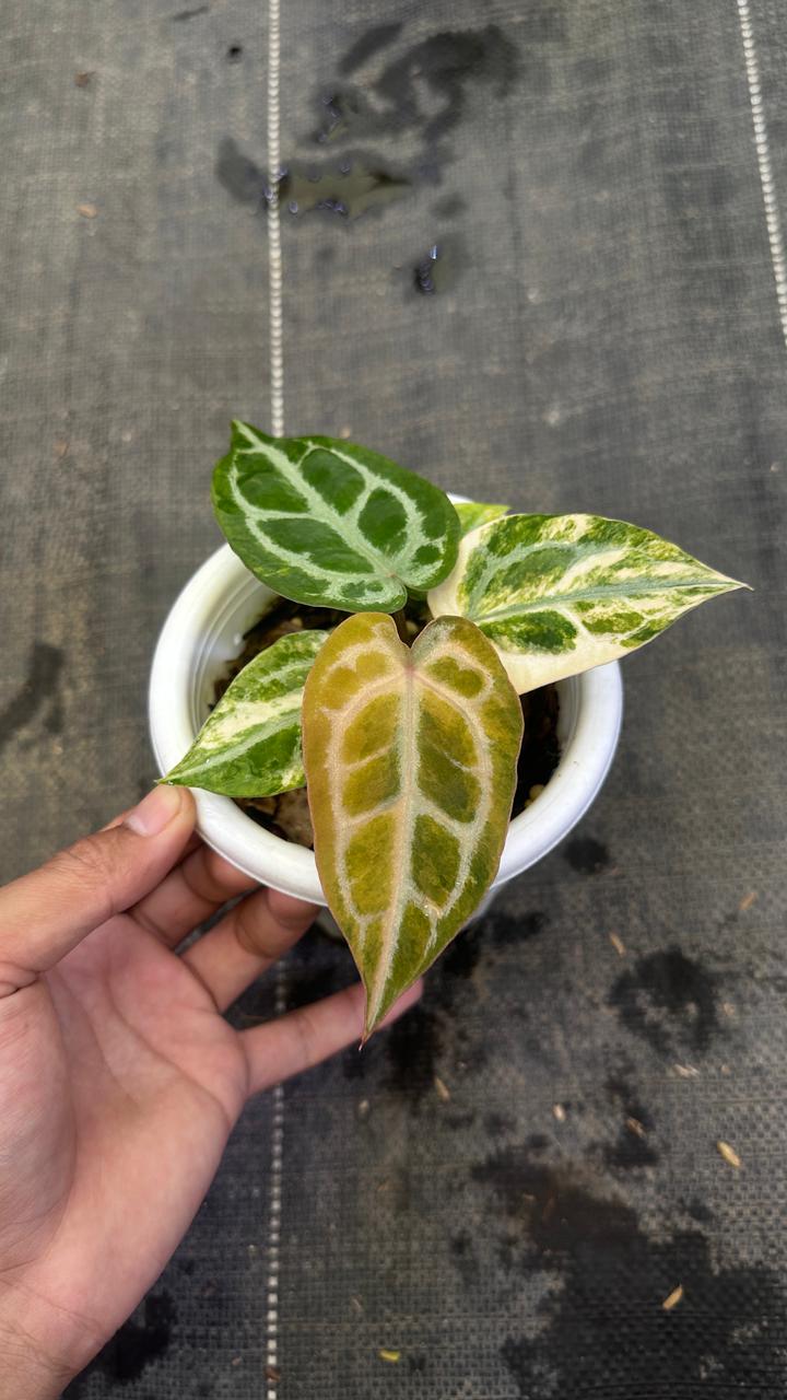 Anthurium Red Space Mojang Geulis