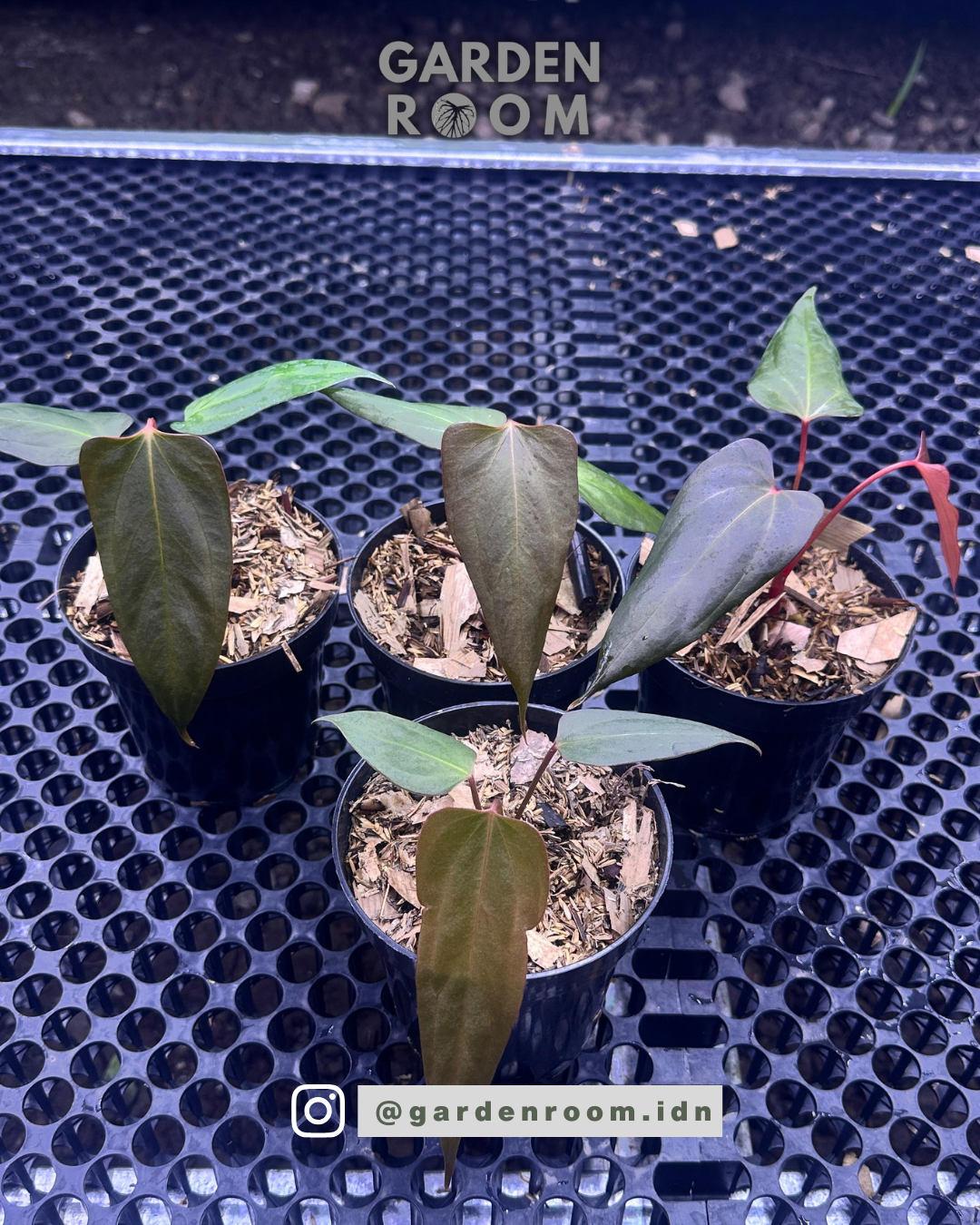Anthurium Black Sweet x DF