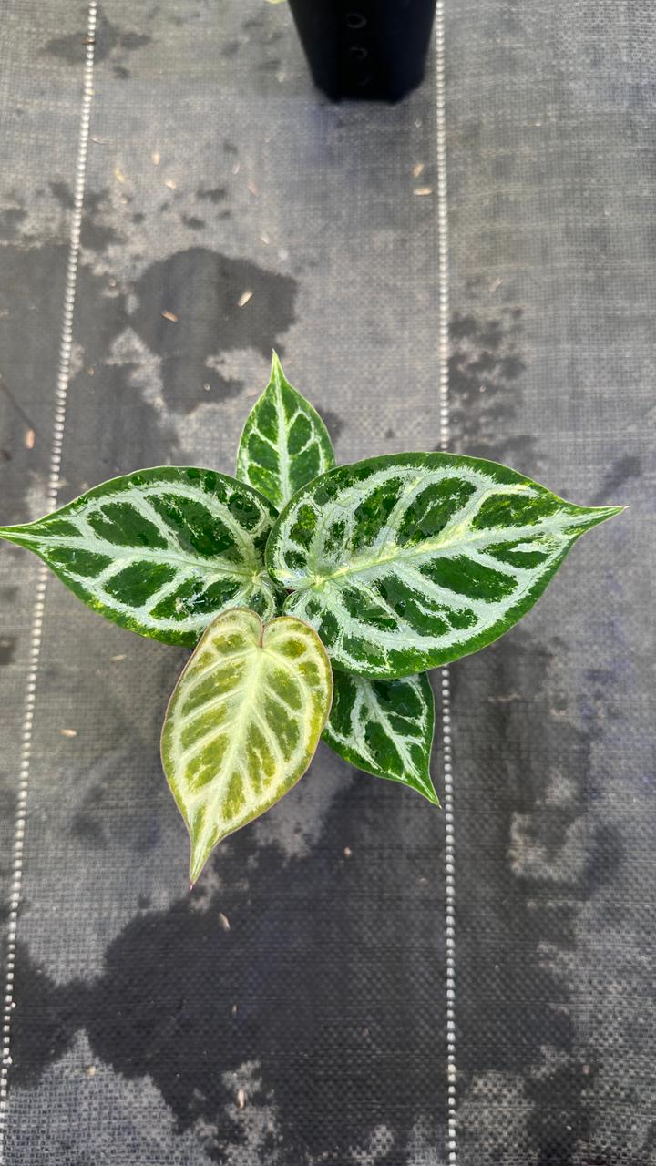 Anthurium Silver Chrome Variegated