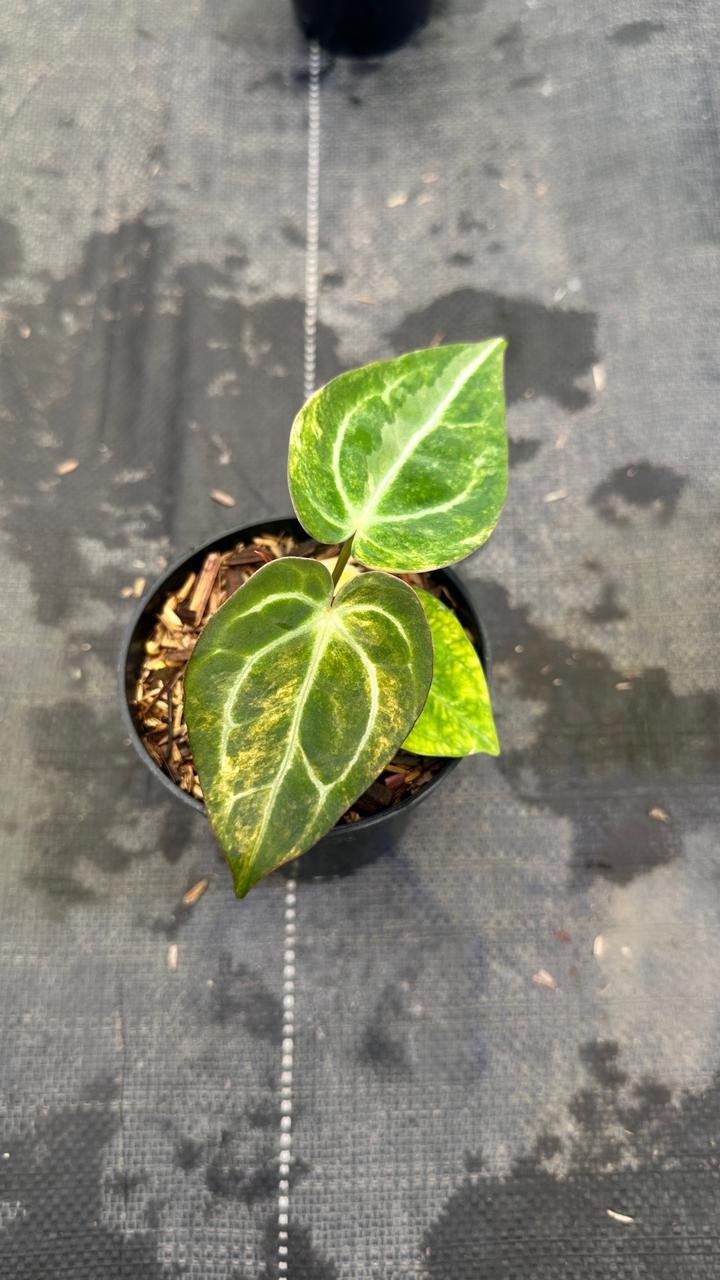 Anthurium Red Space x Carla Varigated