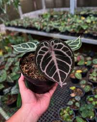 Anthurium Red Tiger