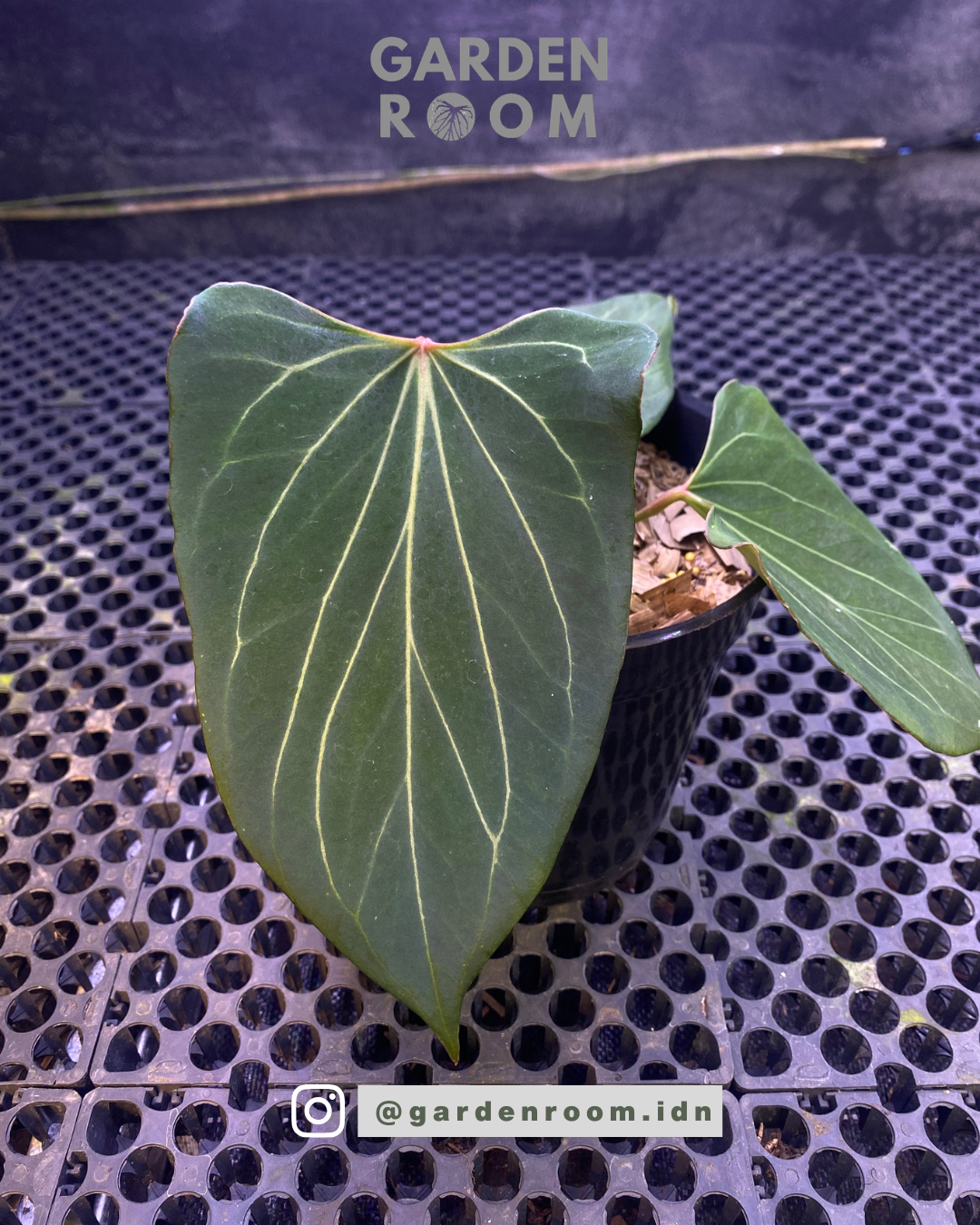 Anthurium King Spades Butterfly Sinus