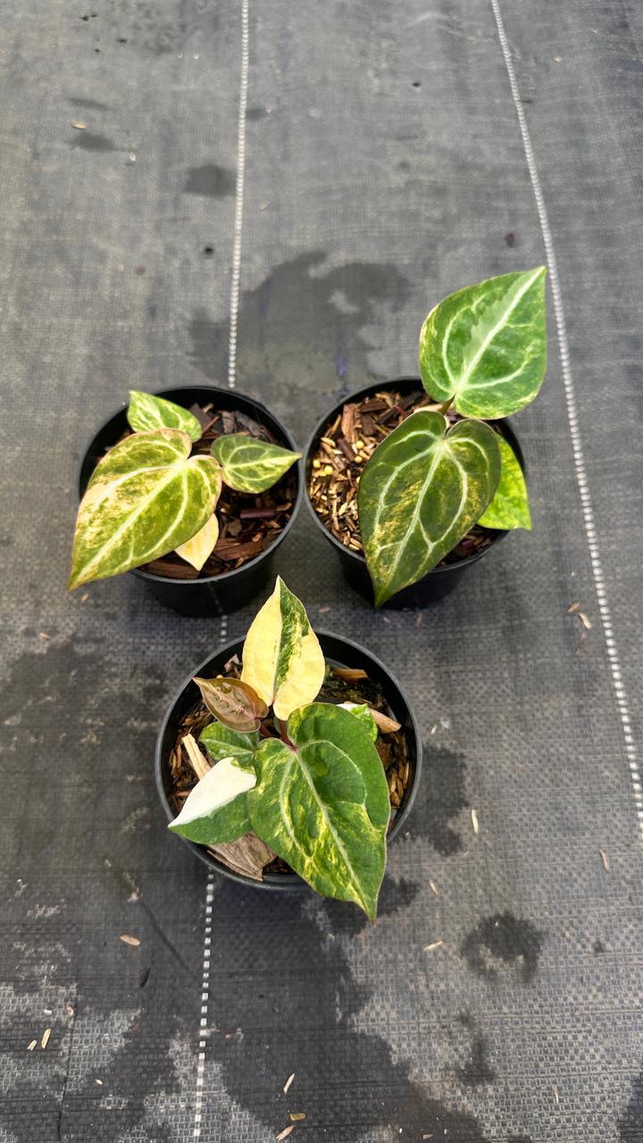 Anthurium Red Space x Carla Varigated
