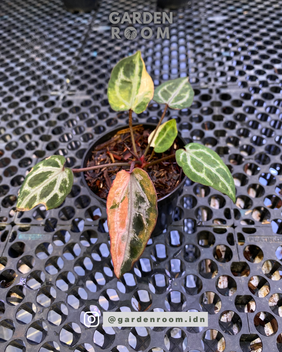 Anthurium Variegated Michelle Mutation