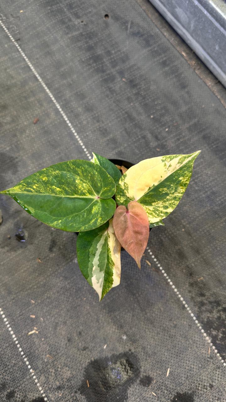 Anthurium RVDV Variegated