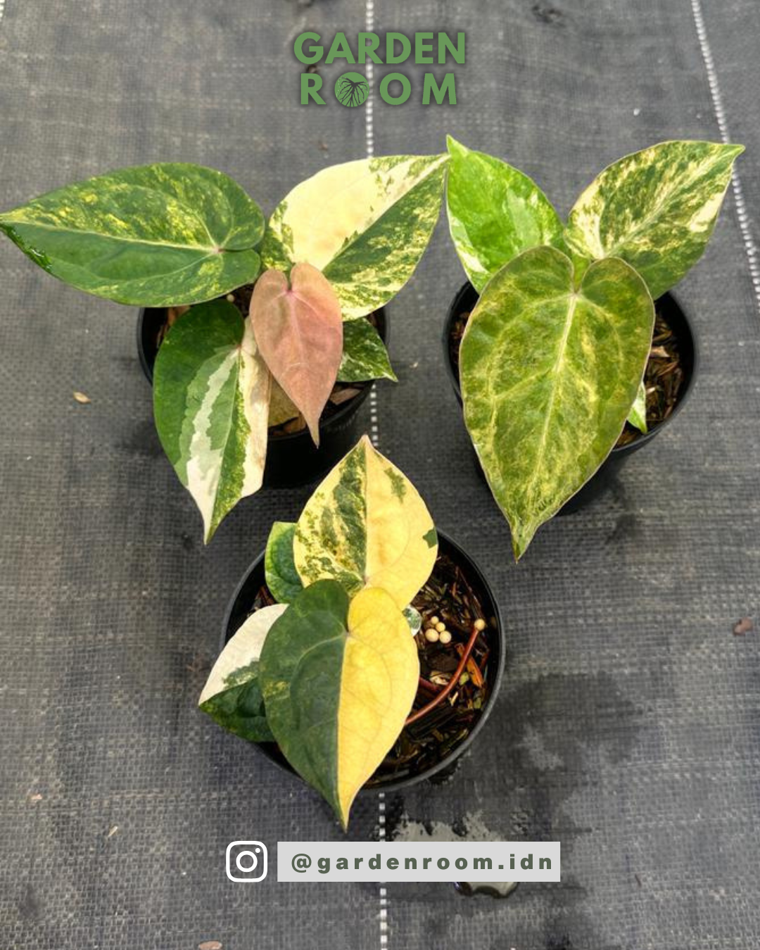 Anthurium RVDV Variegated — Garden Room