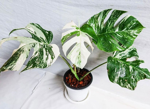 Monstera Albo Variegata