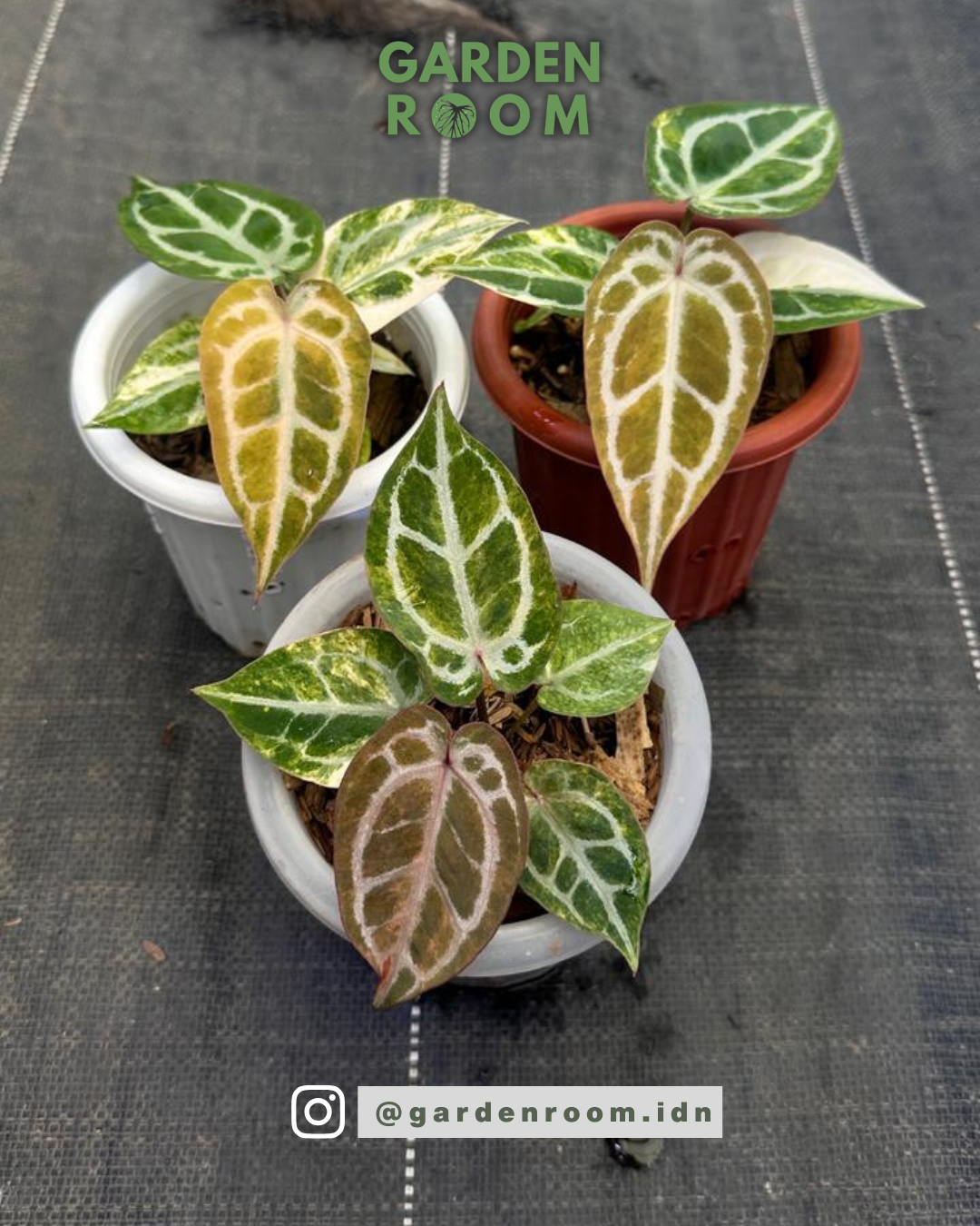Anthurium Red Space Mojang Geulis