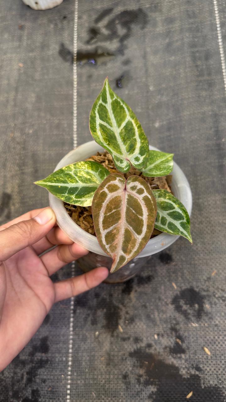Anthurium Red Space Mojang Geulis