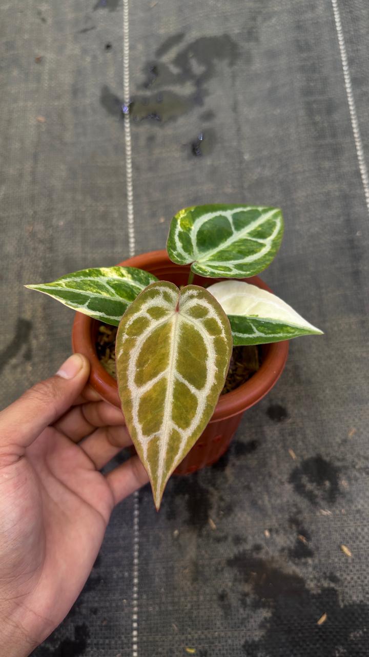 Anthurium Red Space Mojang Geulis