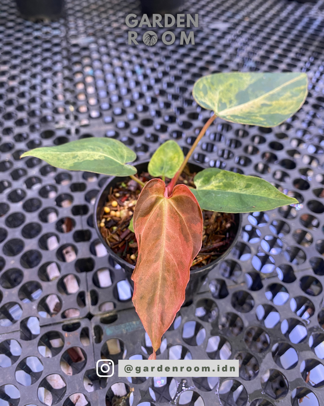 Red Army Plant — Exotic Copper Red Foliage