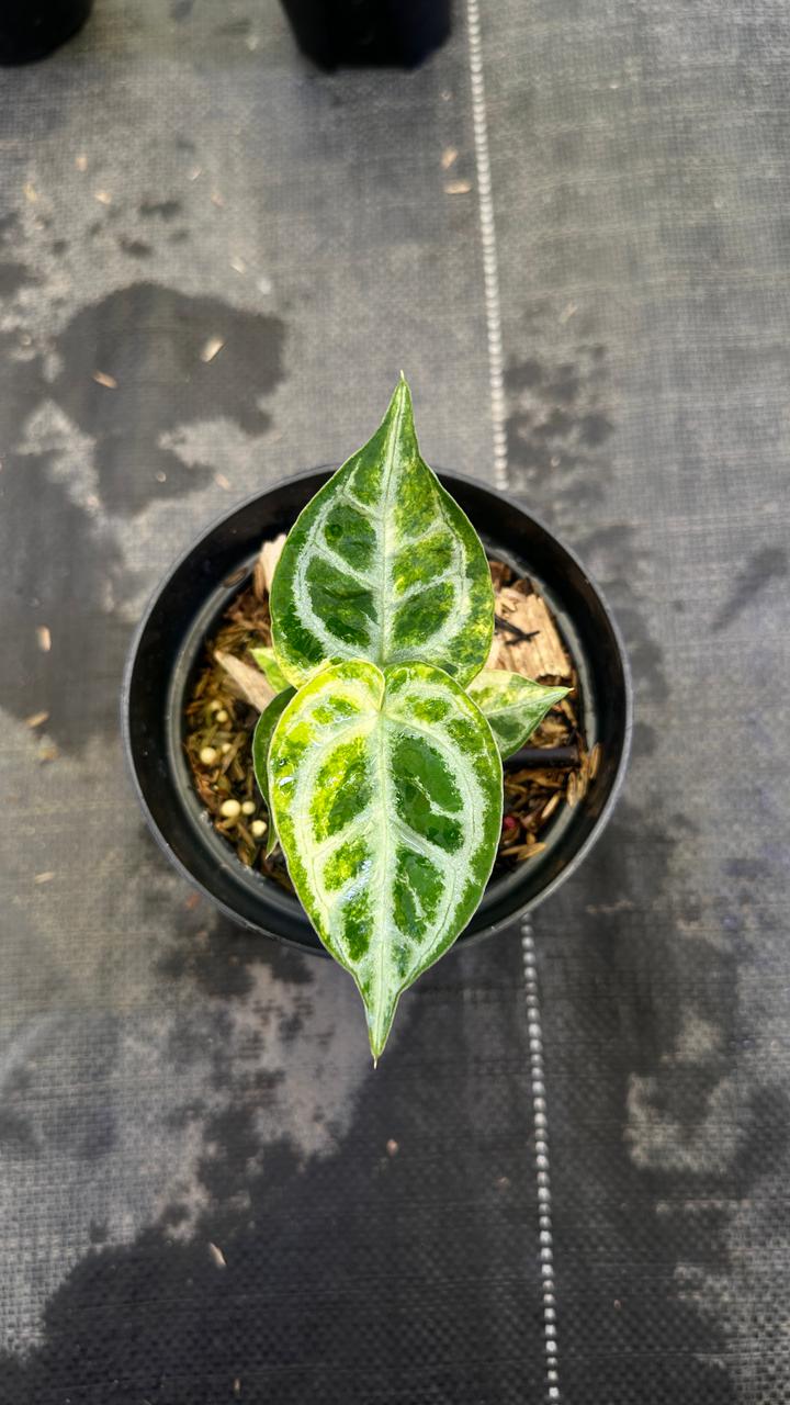 Anthurium Silver Chrome Variegated