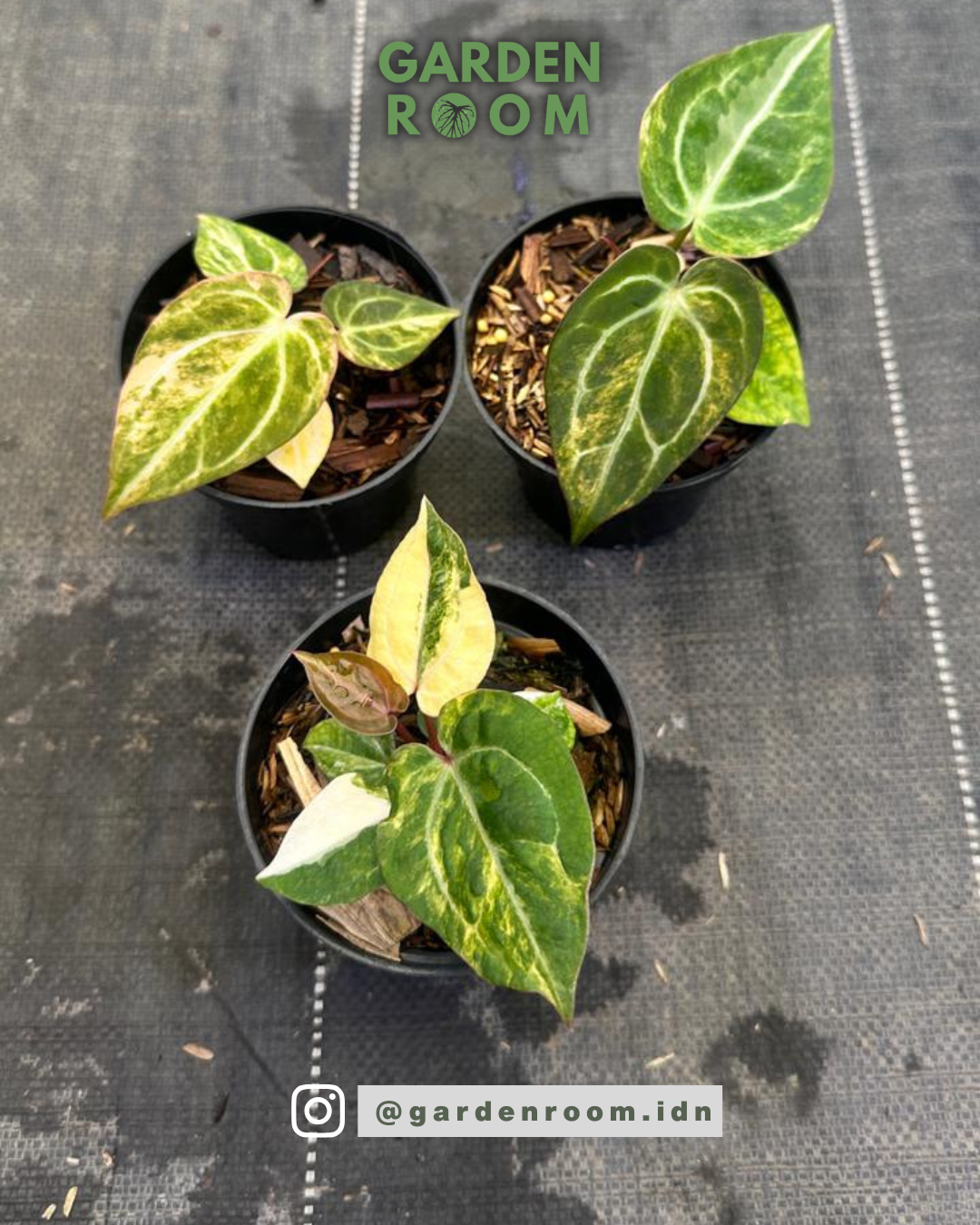 Anthurium Red Space Mojang Geulis | Rare Collector Plant | Garden Room