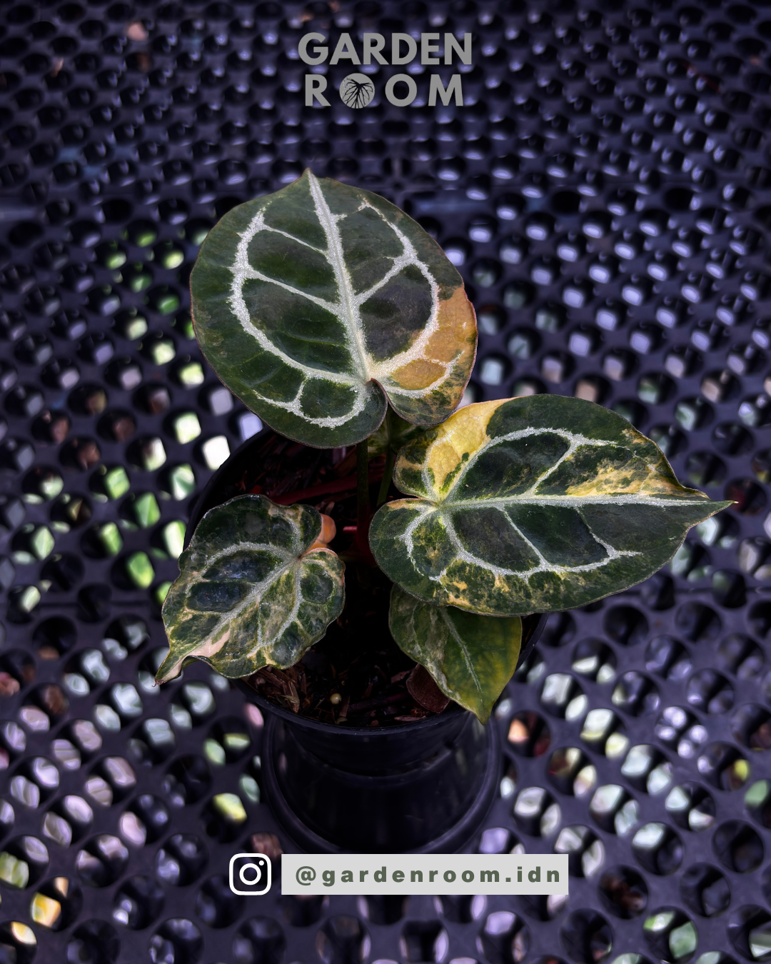 Red Space x Red Tiger