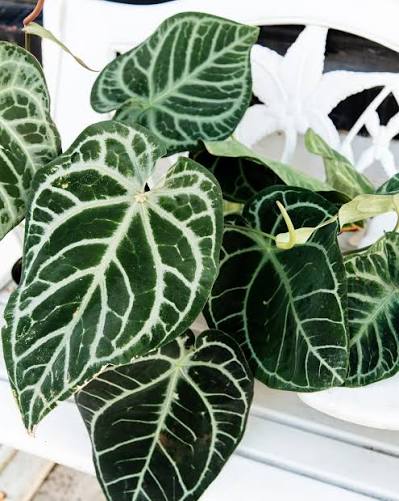 Anthurium SKG Silver