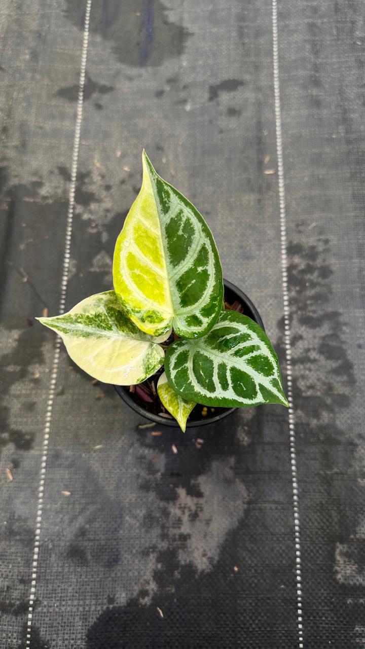 Anthurium Silver Chrome Variegated