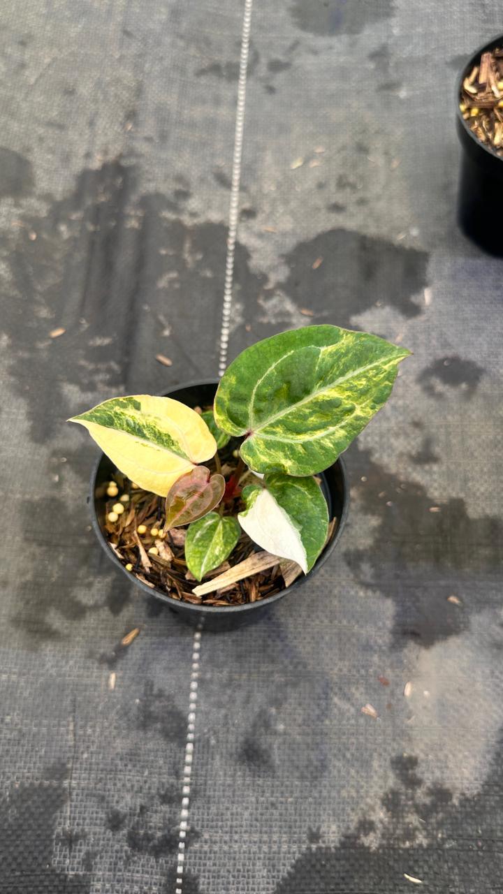 Anthurium Red Space x Carla Varigated