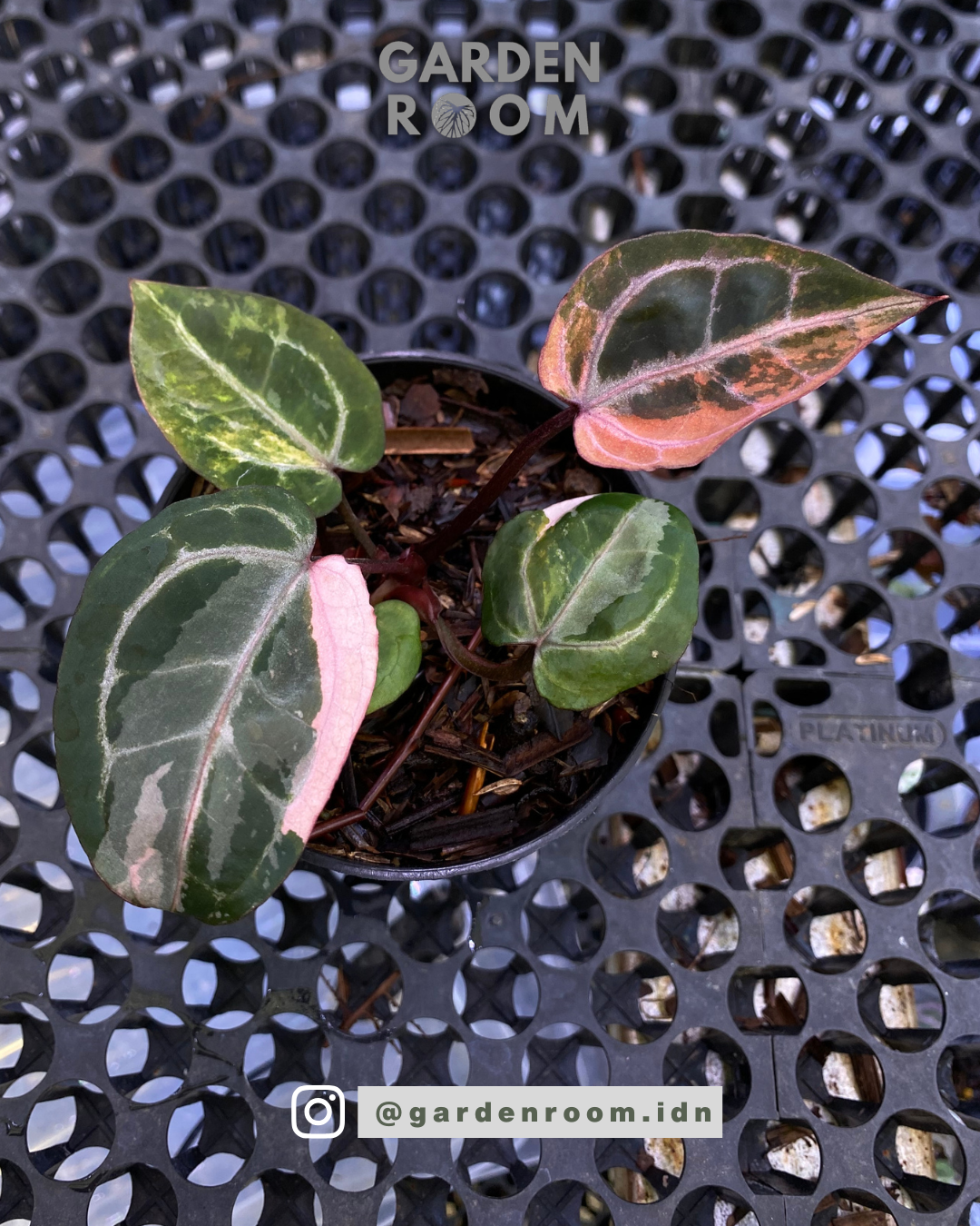 Anthurium Michelle Variegated