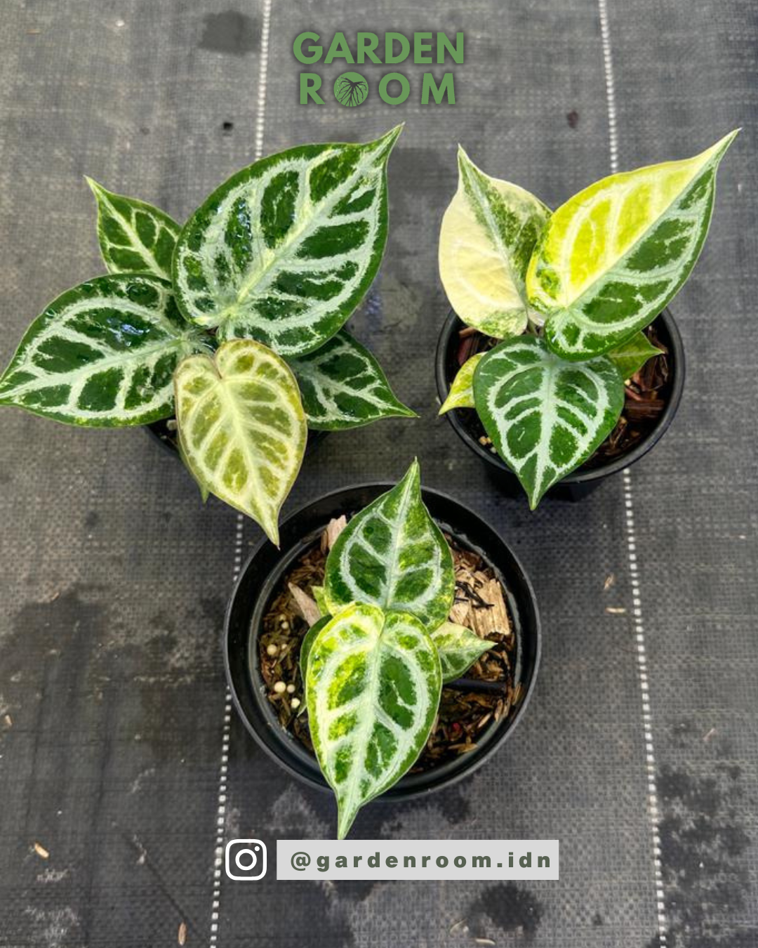 Anthurium Silver Chrome Variegated