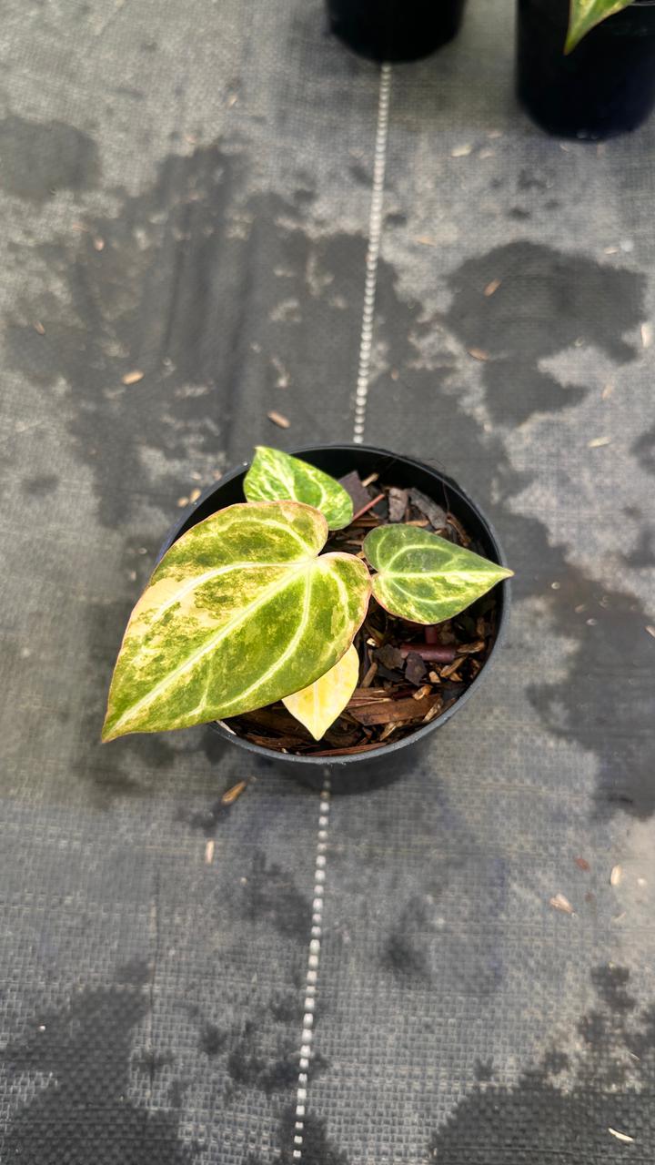 Anthurium Red Space x Carla Varigated