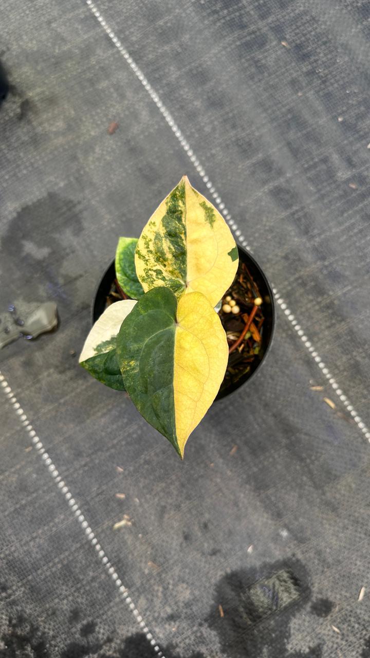 Anthurium RVDV Variegated
