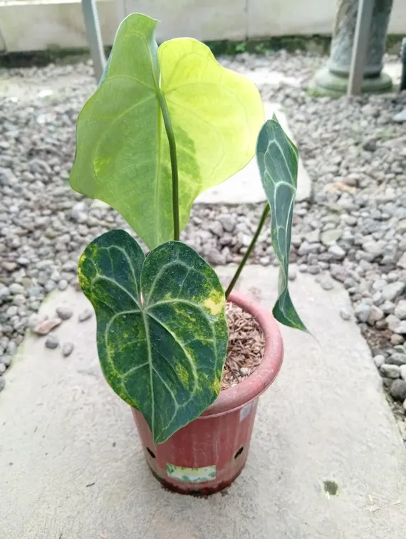 Anthurium Variegated Queen