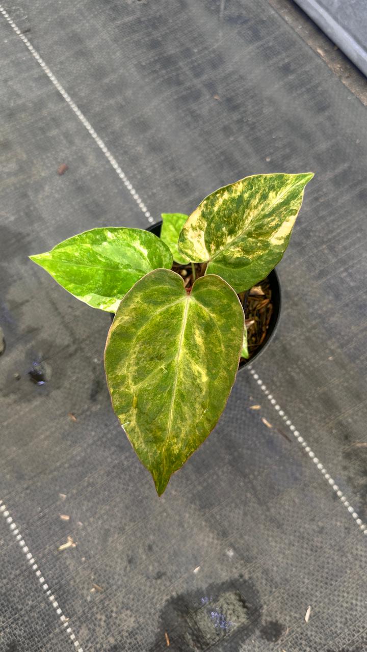 Anthurium RVDV Variegated